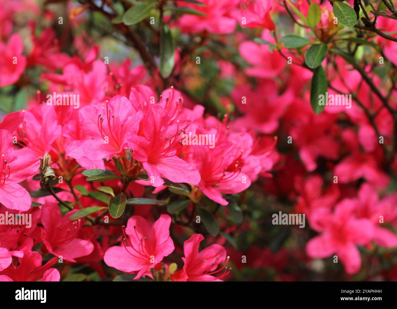 Beautiful shrub red flowers hi-res stock photography and images - Alamy