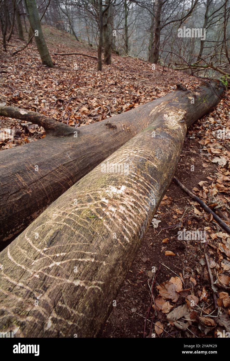 Badger (Meles meles) scratch marks made by badgers sharpening / cleaning their claws on fallen dead timber in a decidious woodland. Stock Photo