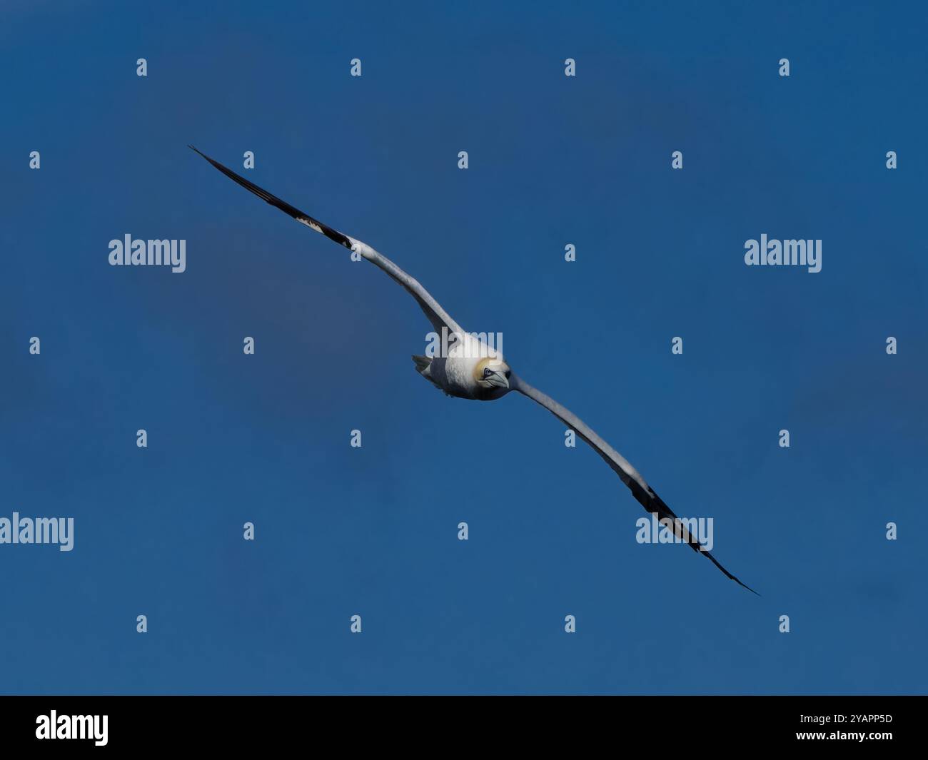 Northern Gannet (Morus bassanus). Single bird in flight. RSPB Troup ...