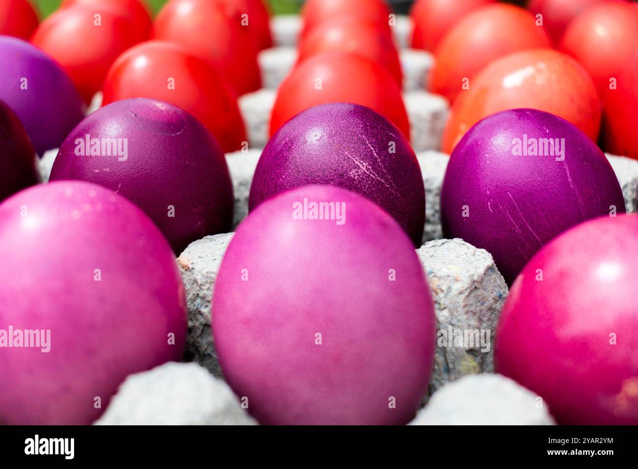 Easter eggs in cardboard egg tray, rows of eggs Stock Photo