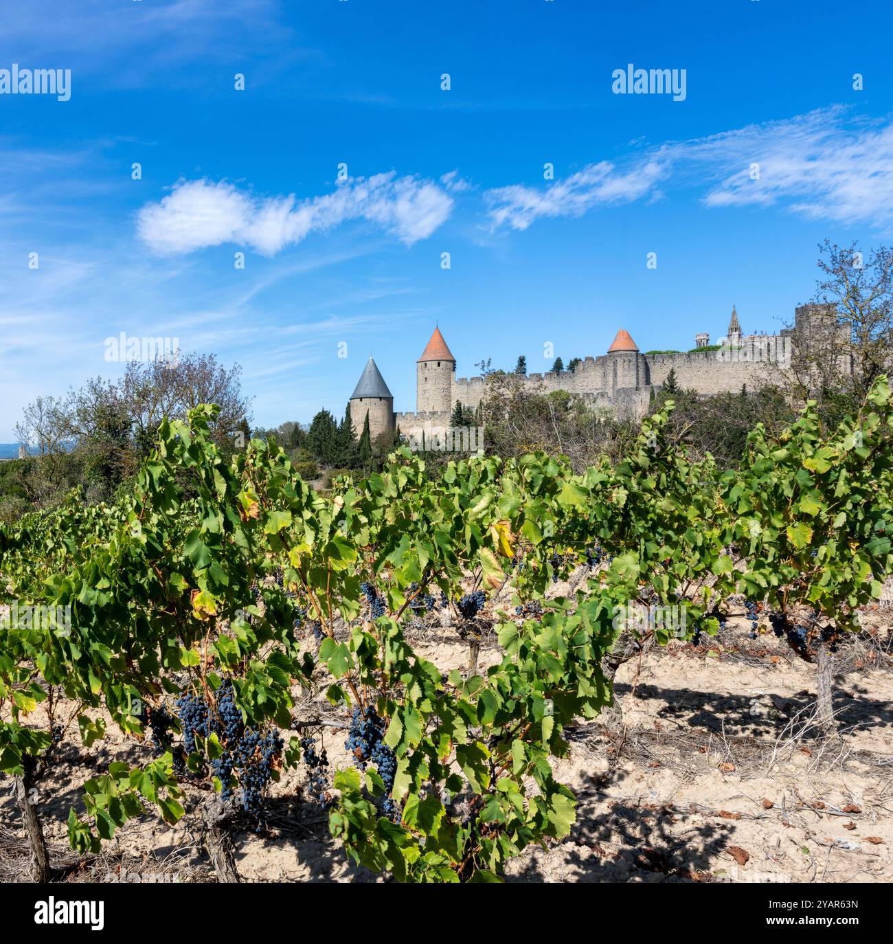 Vines heavy with grapes close to the medieval fortress of Carcassonne castle, Aude Department, France. Stock Photo