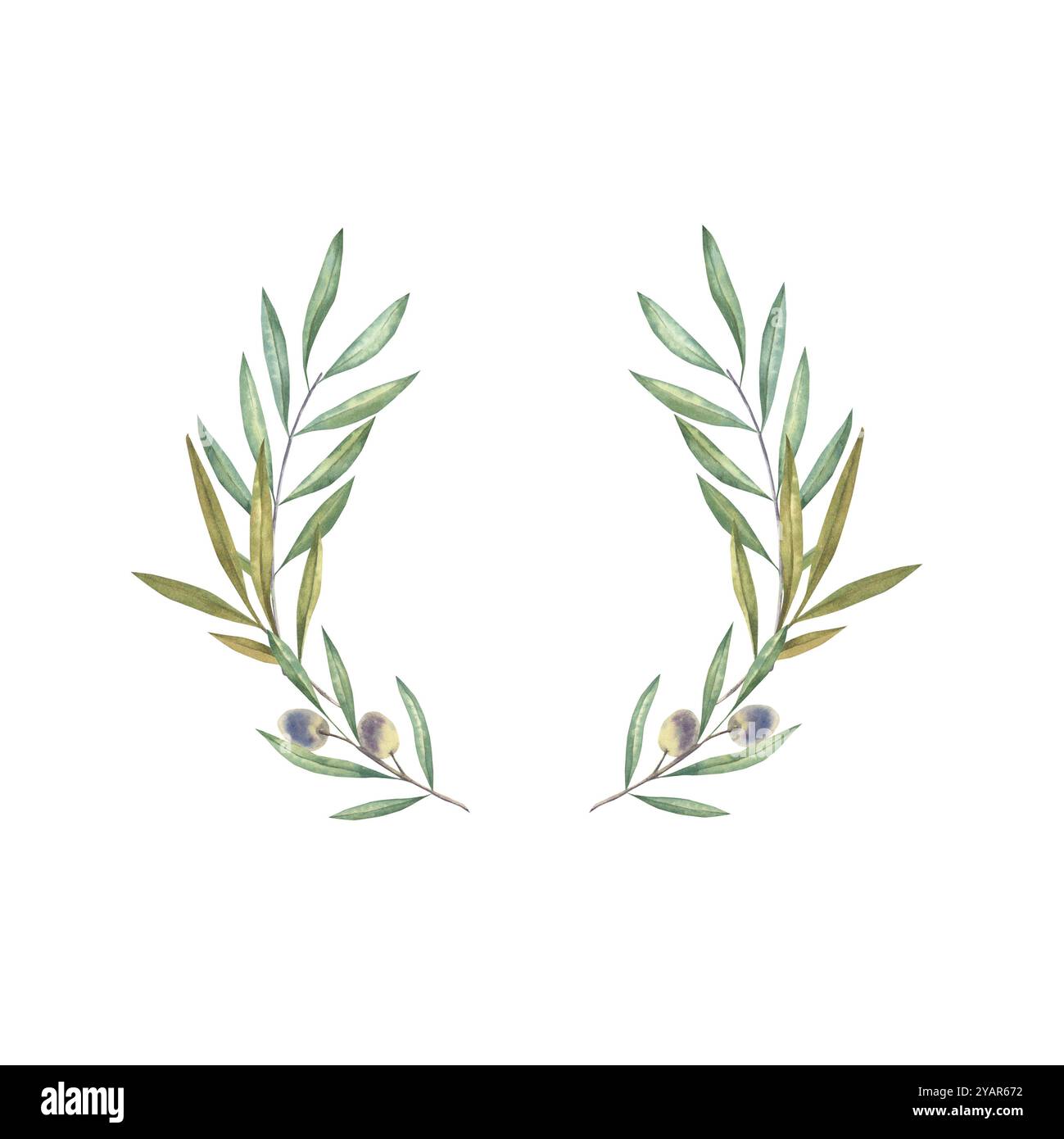 Watercolor hand drawn olive wreath illustration Stock Photo - Alamy