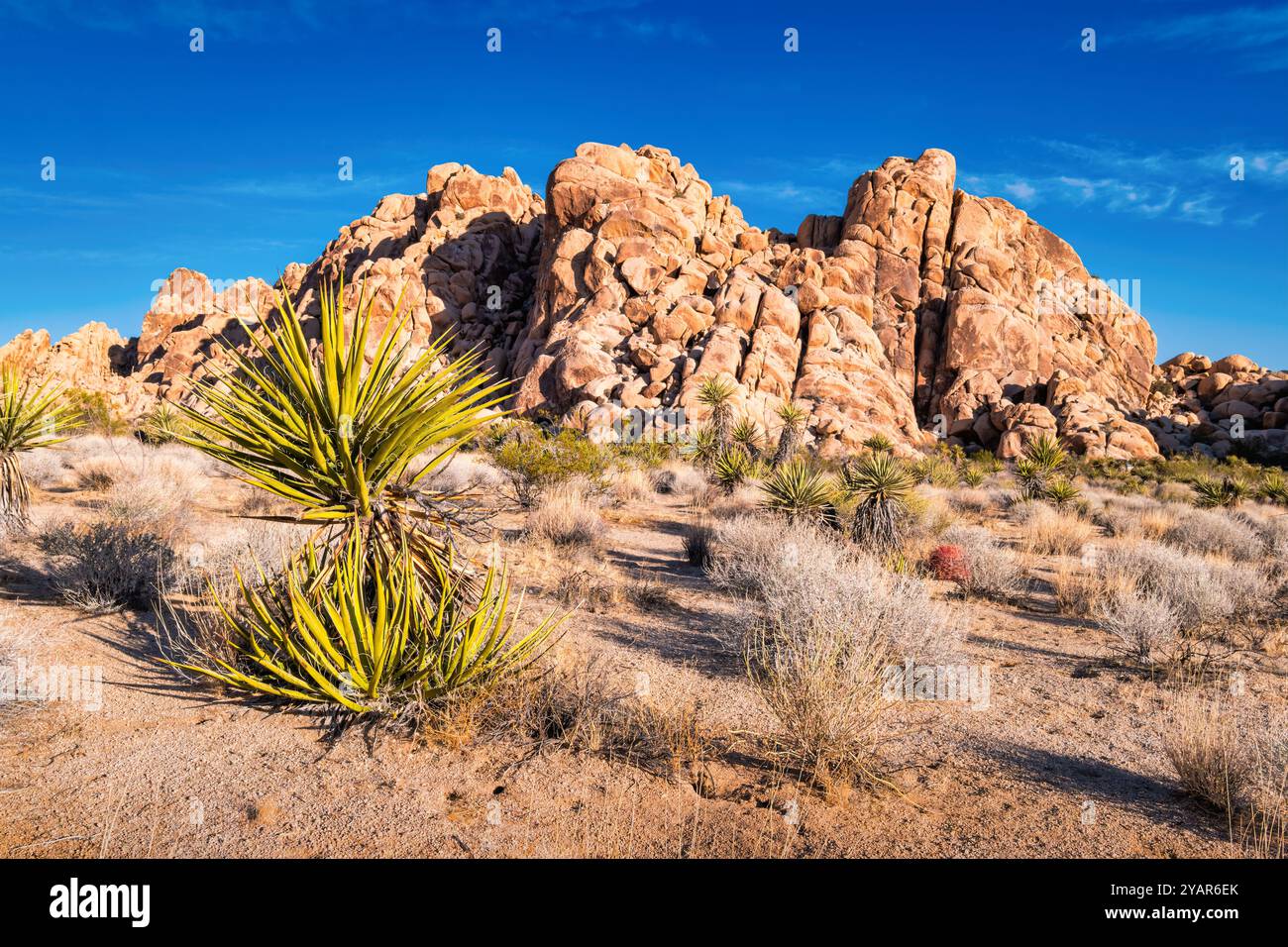 Rocky desert landscape tree hi-res stock photography and images - Alamy