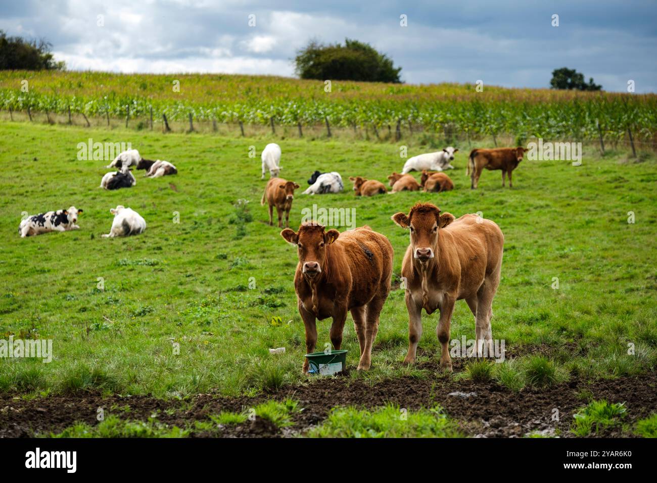 Cows behind barbed wire in their pasture with a ray of sun | Vaches en pature le long de la cloture en fils barbeles avfec un rayon de soleil Stock Photo