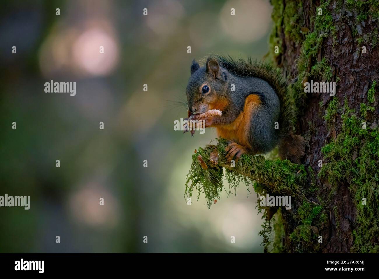 A Douglas squirrel (Tamiasciurus douglasii) eats a pine cone while perched on a branch covered with moss with a soft background in Oregon, USA Stock Photo