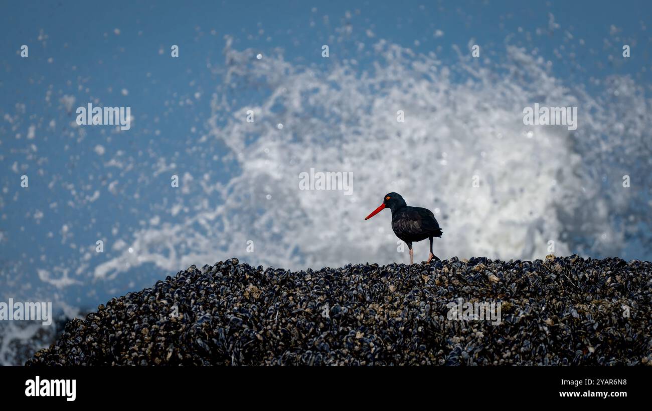A black oystercatcher (Haematopus bachmani) forages for muscles in Seal Rock, Oregon, USA Stock Photo