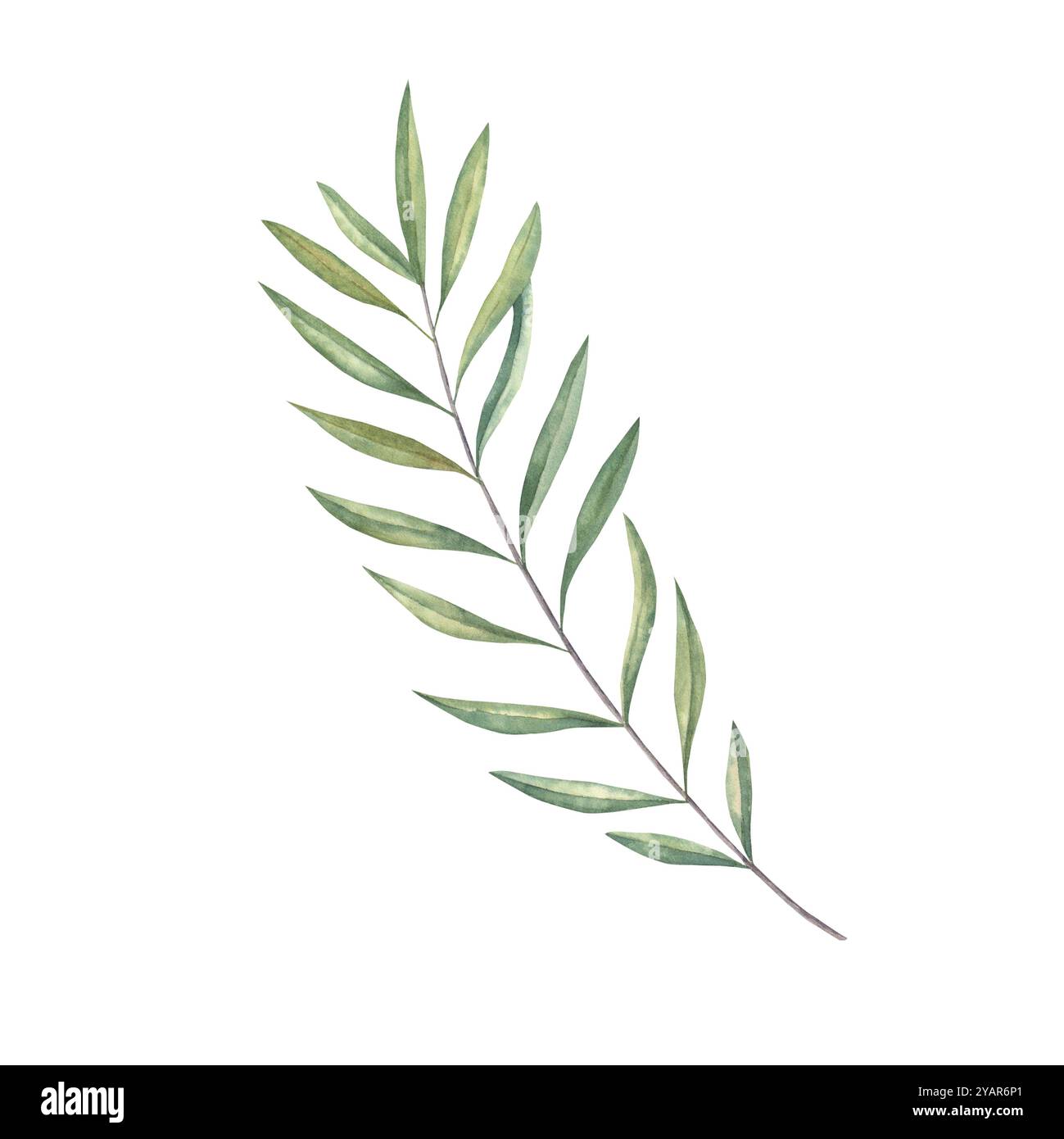 Watercolor hand drawn olive branch illustration Stock Photo - Alamy