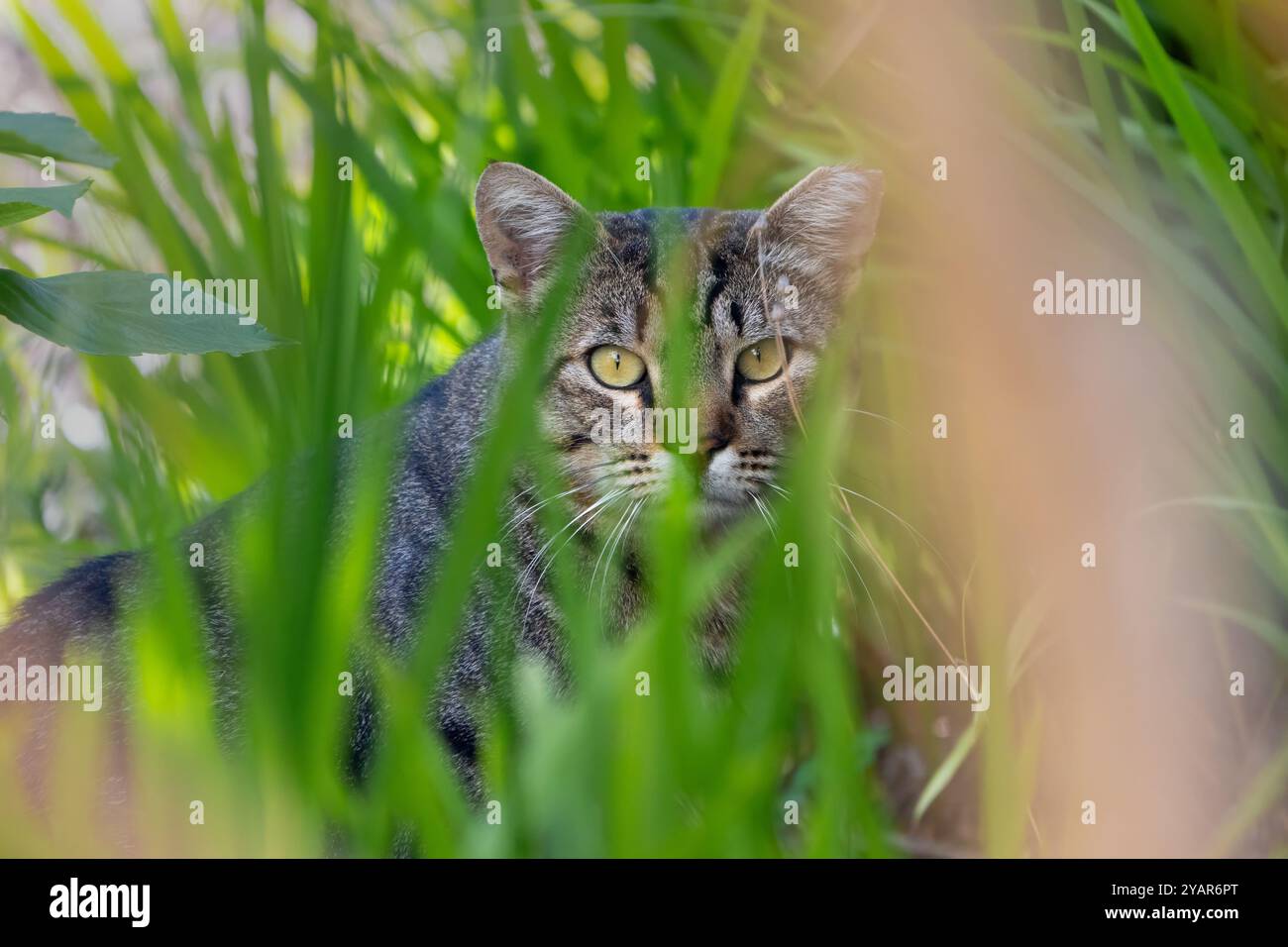 A feral or community tabby cat hides behind tall grass and looks directly into the camera Stock Photo