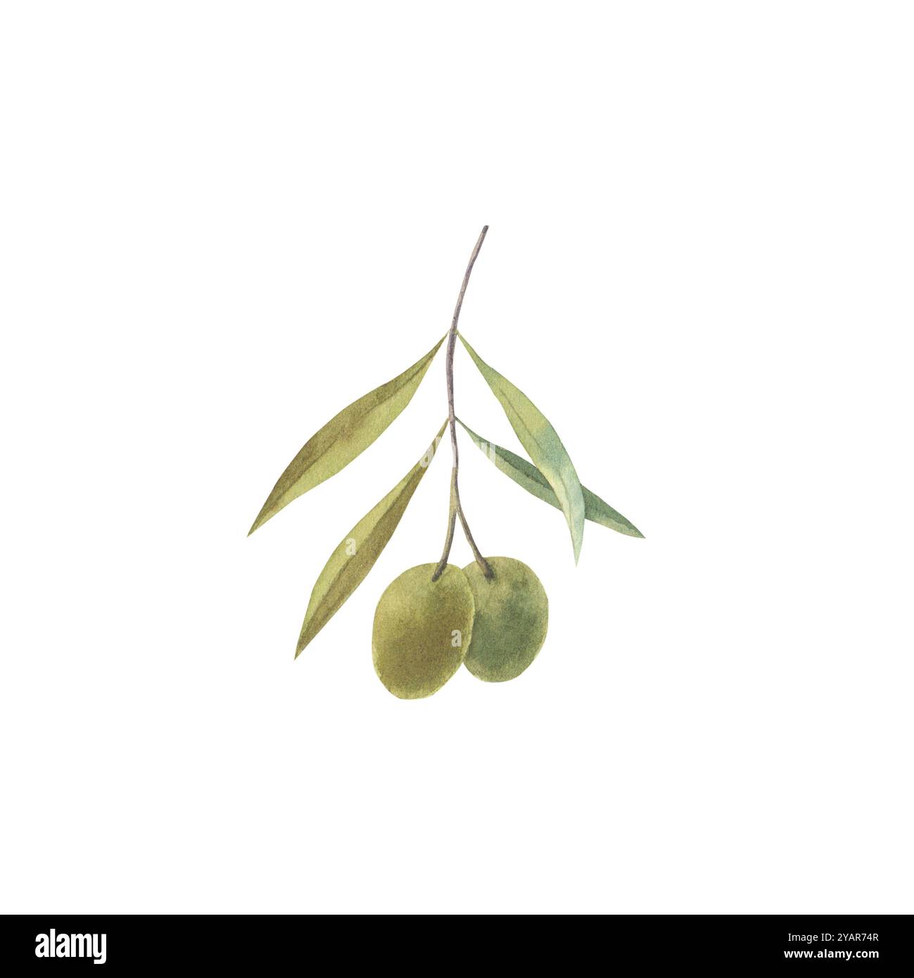 Watercolor hand drawn olive branch illustration Stock Photo - Alamy