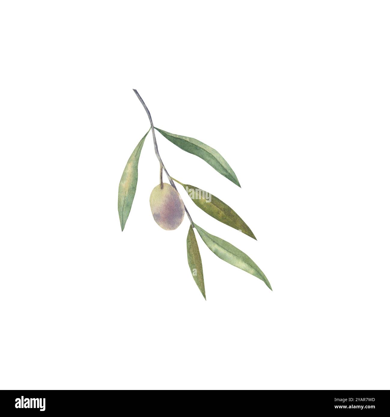 Watercolor olive branch with fruit. Botanical hand drawn illustration ...
