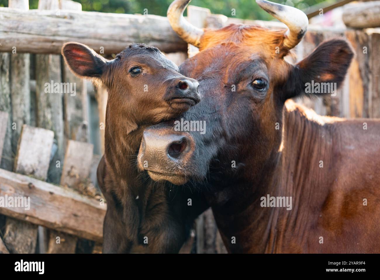 Bond between cow and calf hi-res stock photography and images - Alamy
