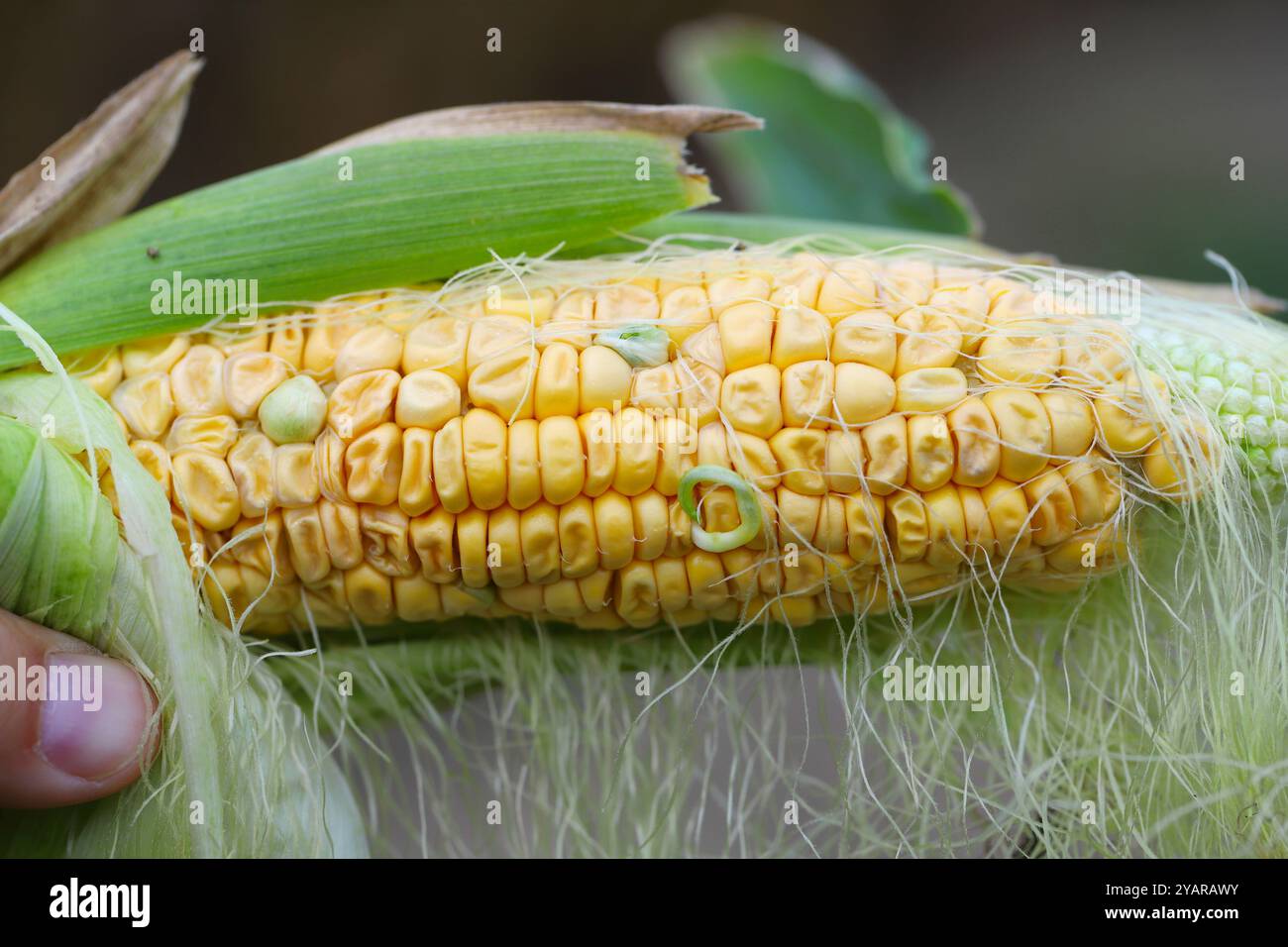 Corn cob with germinating kernels still in the field. Grain sprouting ...
