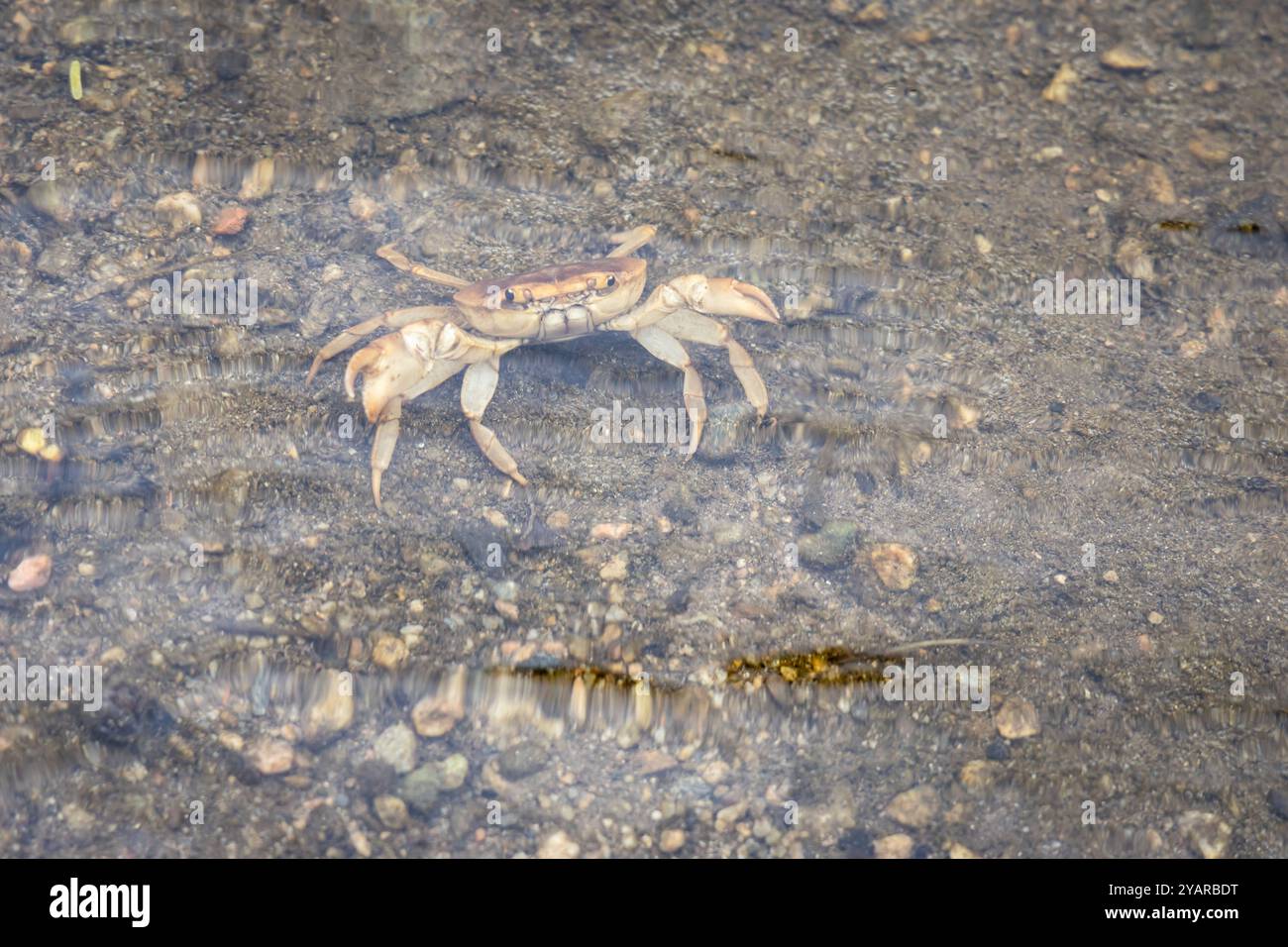 Crab in Fresh Clear Shallow River Water During Morning Stock Photo