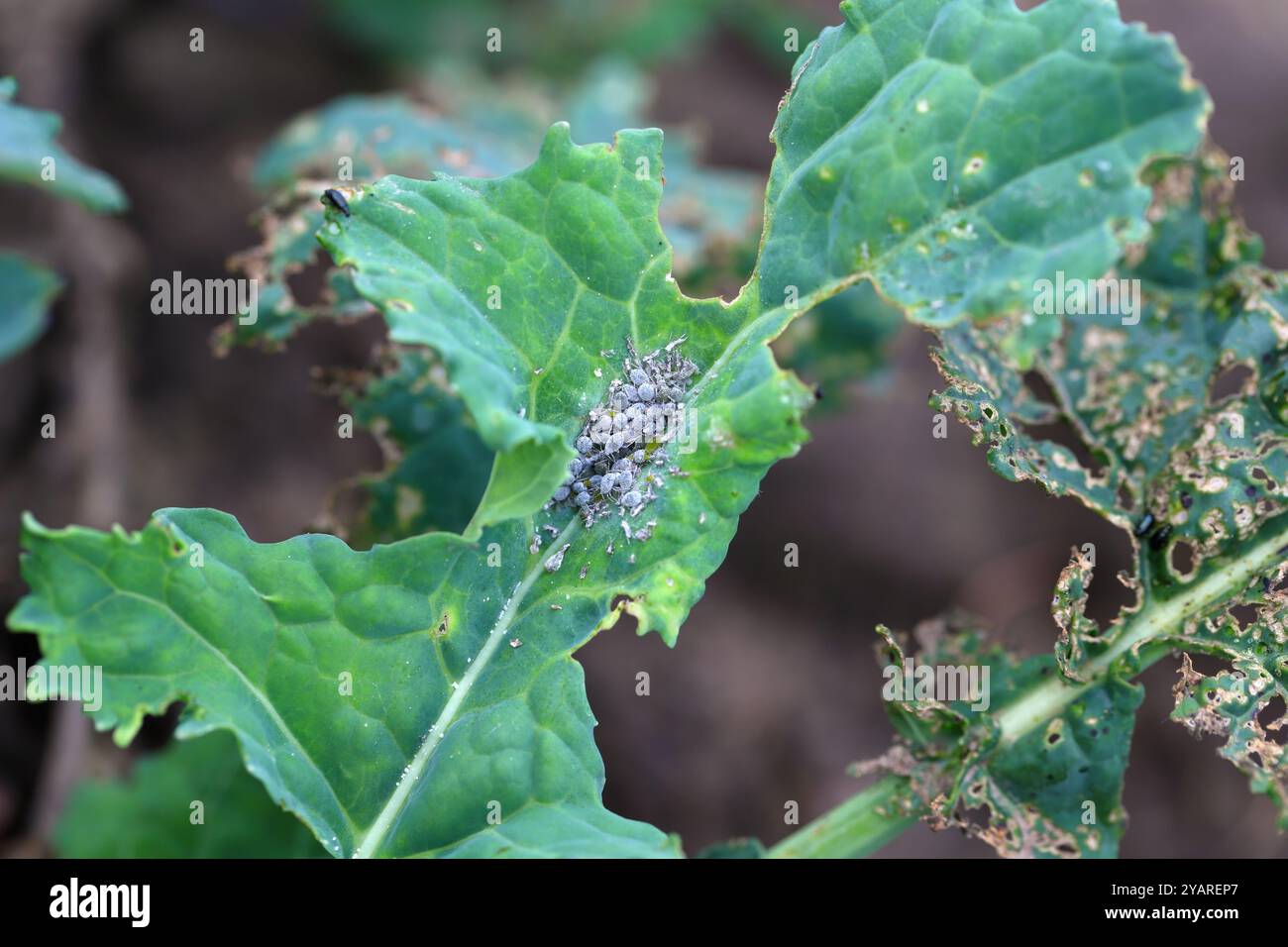 Cabbage infested by cabbage aphid and jumping fleas beetles, biting holes in the leaves. Stock Photo