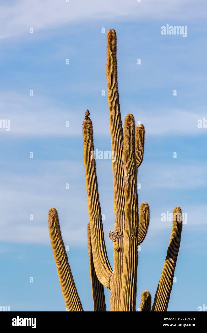 Saguaro (Carnegiea gigantea) cacti at the White Tank Mountain Regional  Park in Phoenix, Arizona, USA Stock Photo