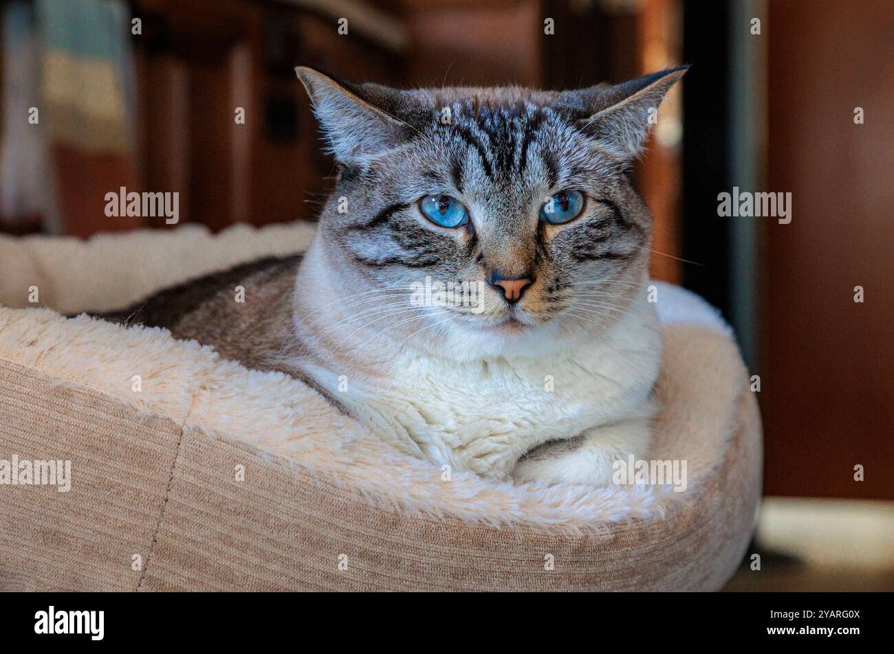 Domestic house cat resting on its cat bed Stock Photo