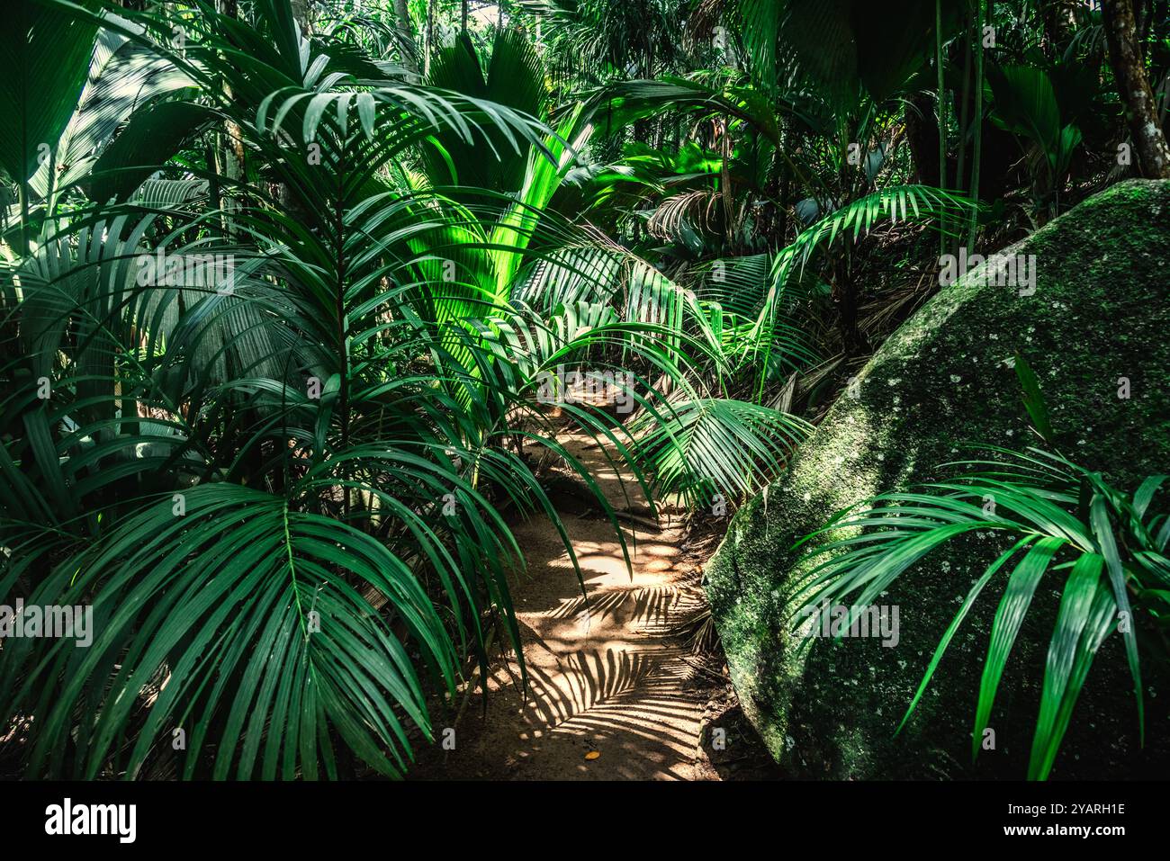 Thick tropical rainforest jungle hi-res stock photography and images ...