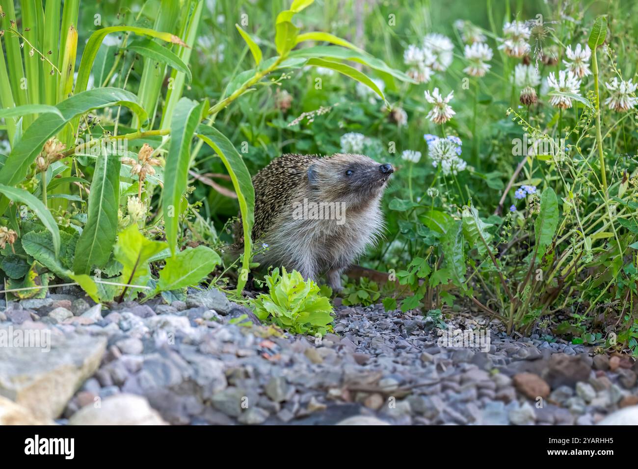 Hedgehog, on pebbles beside a pond, poking its nose out Stock Photo