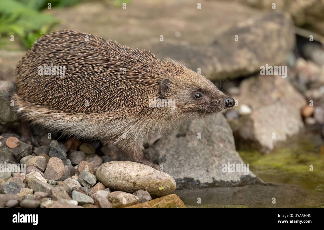 Hedgehog, on a large rock beside a pond Stock Photo