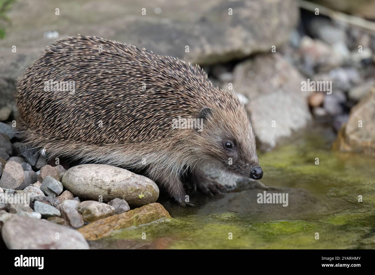 Hedgehog, on a large rock beside a pond Stock Photo