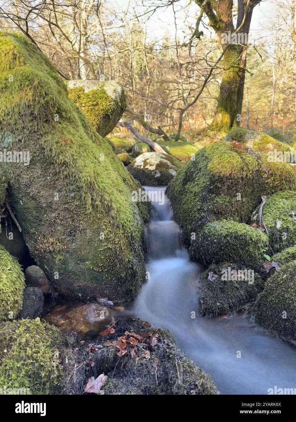 Lovely stream in Dartmoor National park with misty water flowing through  moss covered granite boulders with moss covered trees in the background. - Smartphone Captured Stock Image