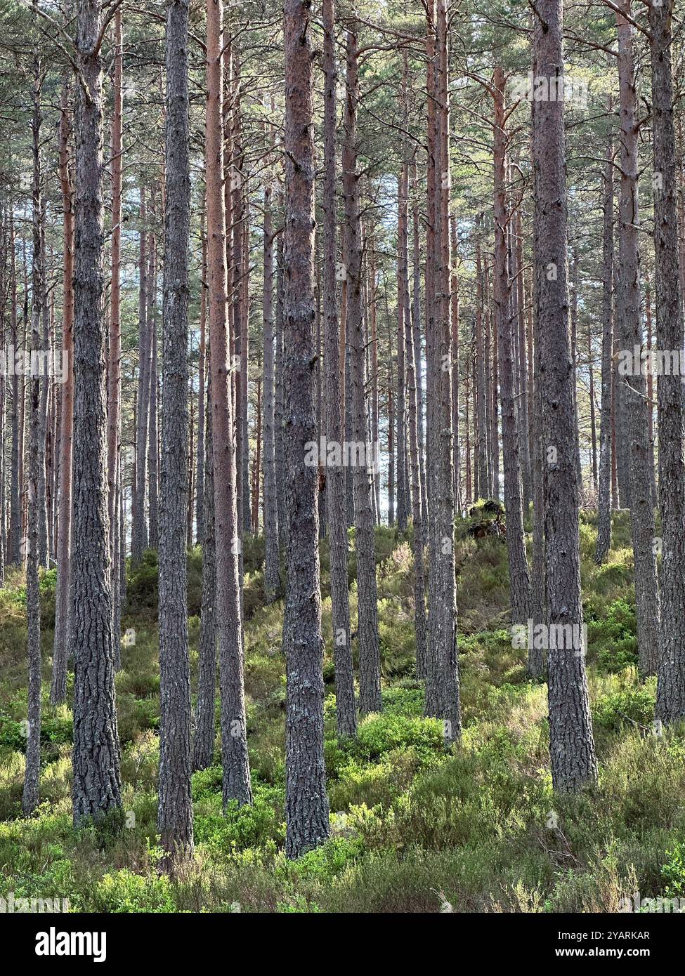 Gorgeous dappled sunlight coming through Caledonian pine forest in Scotland - Smartphone Captured Stock Image