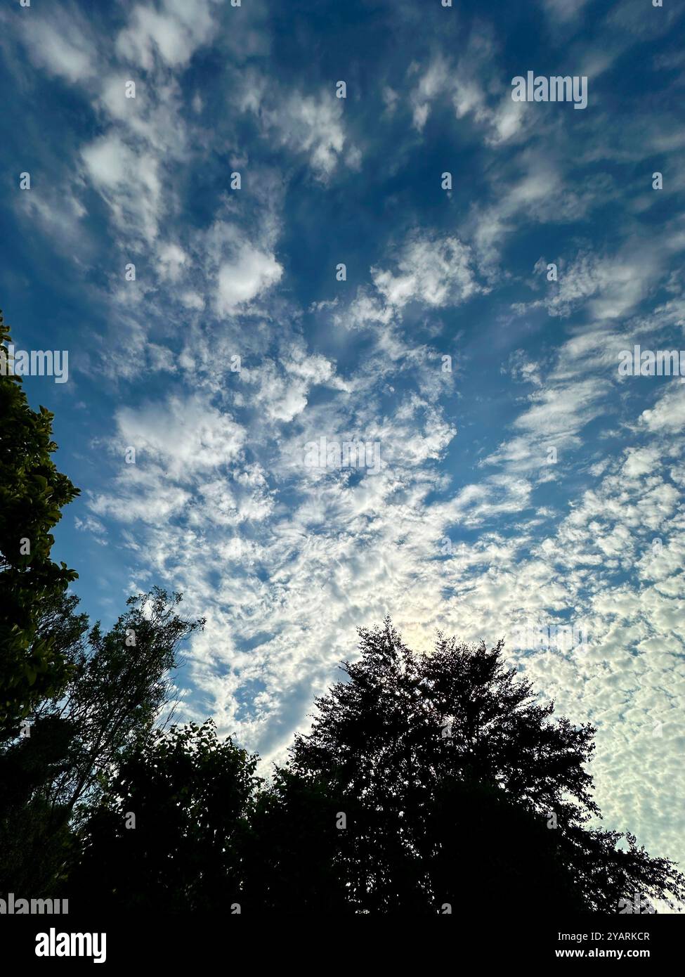Fantastic blue sky with high cirrus clouds over a high treescape in a woodland setting - Smartphone Captured Stock Image