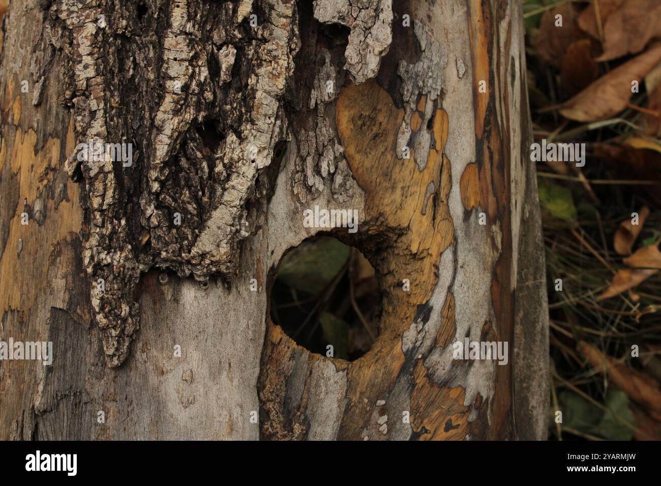 Reflecting detailed botanical hi-res stock photography and images - Alamy