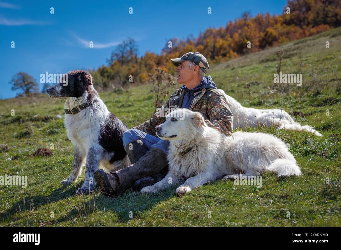 Canine ranger hi-res stock photography and images - Alamy