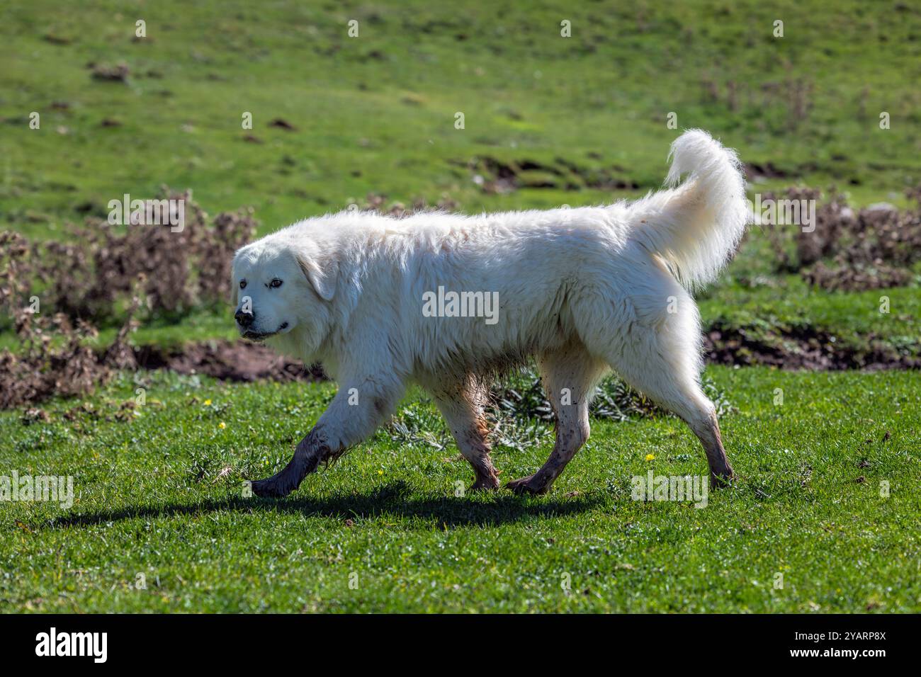The Maremma Sheepdog, known both as the Maremma Sheepdog and the ...