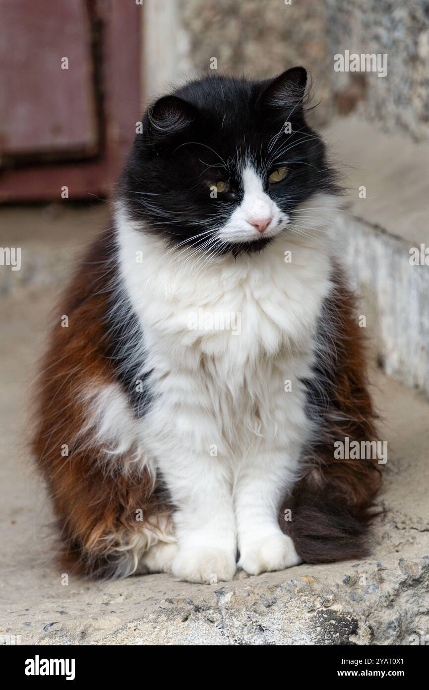 The quiet evening calm is disturbed only by the watchful gaze of the cat Stock Photo