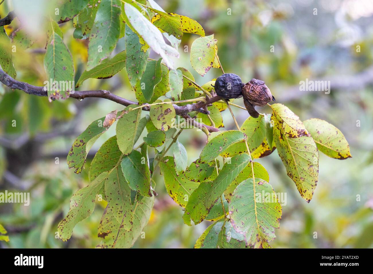 Walnut When Fall Off Tree Walnut tree in autumn hi-res stock photography and images - Alamy