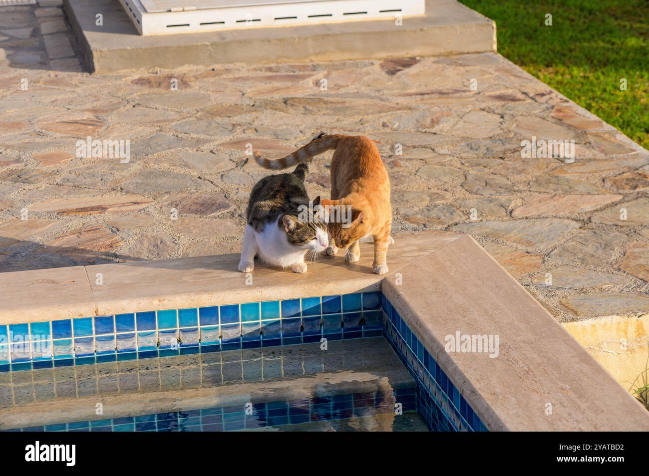 Curious cats lean over a pool's edge, playfully interacting with the ...