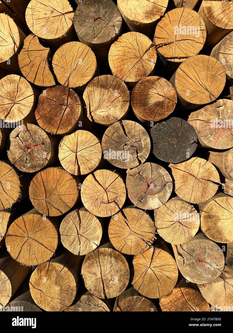 Stack of timber, tree trunks - Smartphone Captured Stock Image