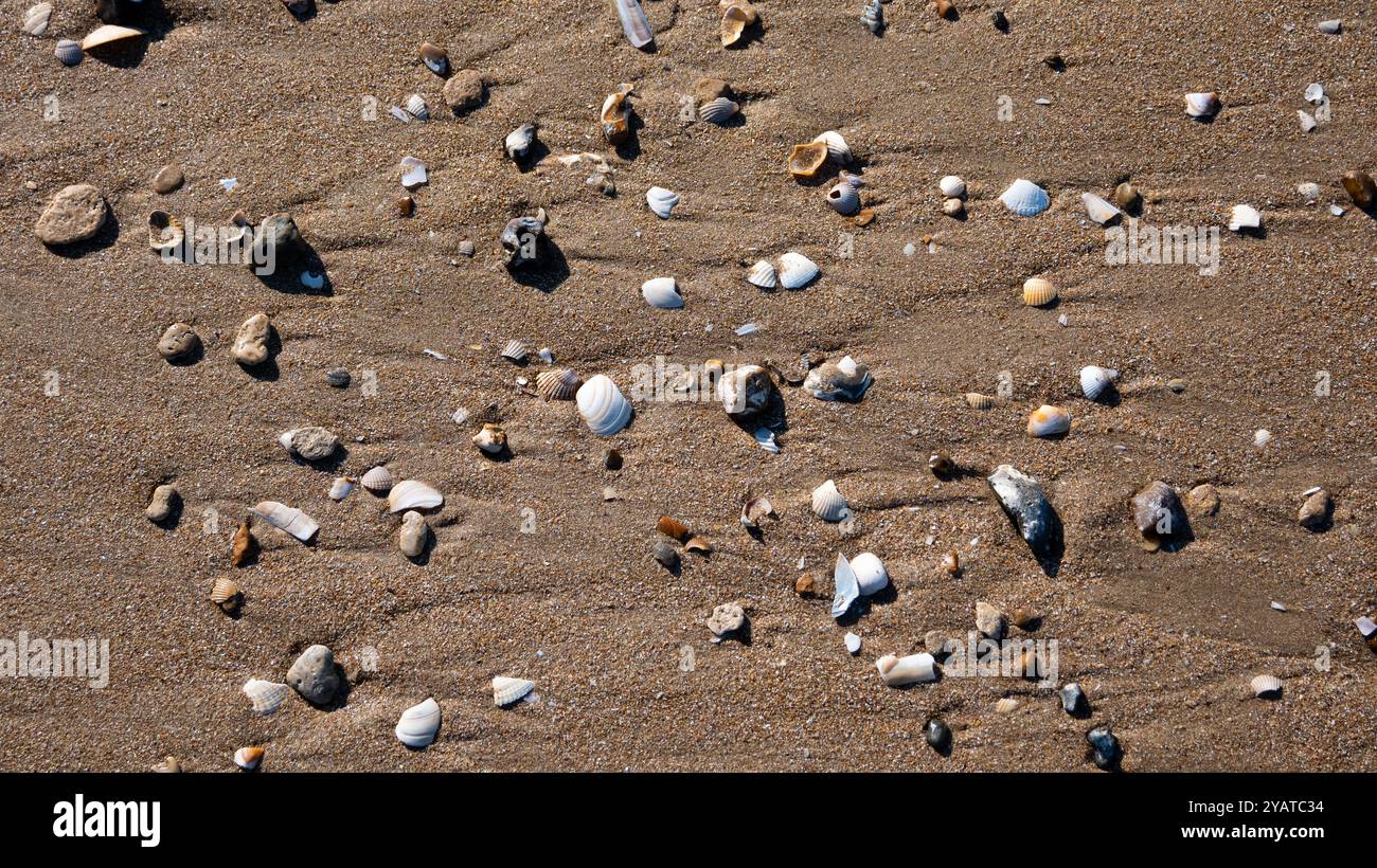 Seashells on the sandy beach. Stock Photo
