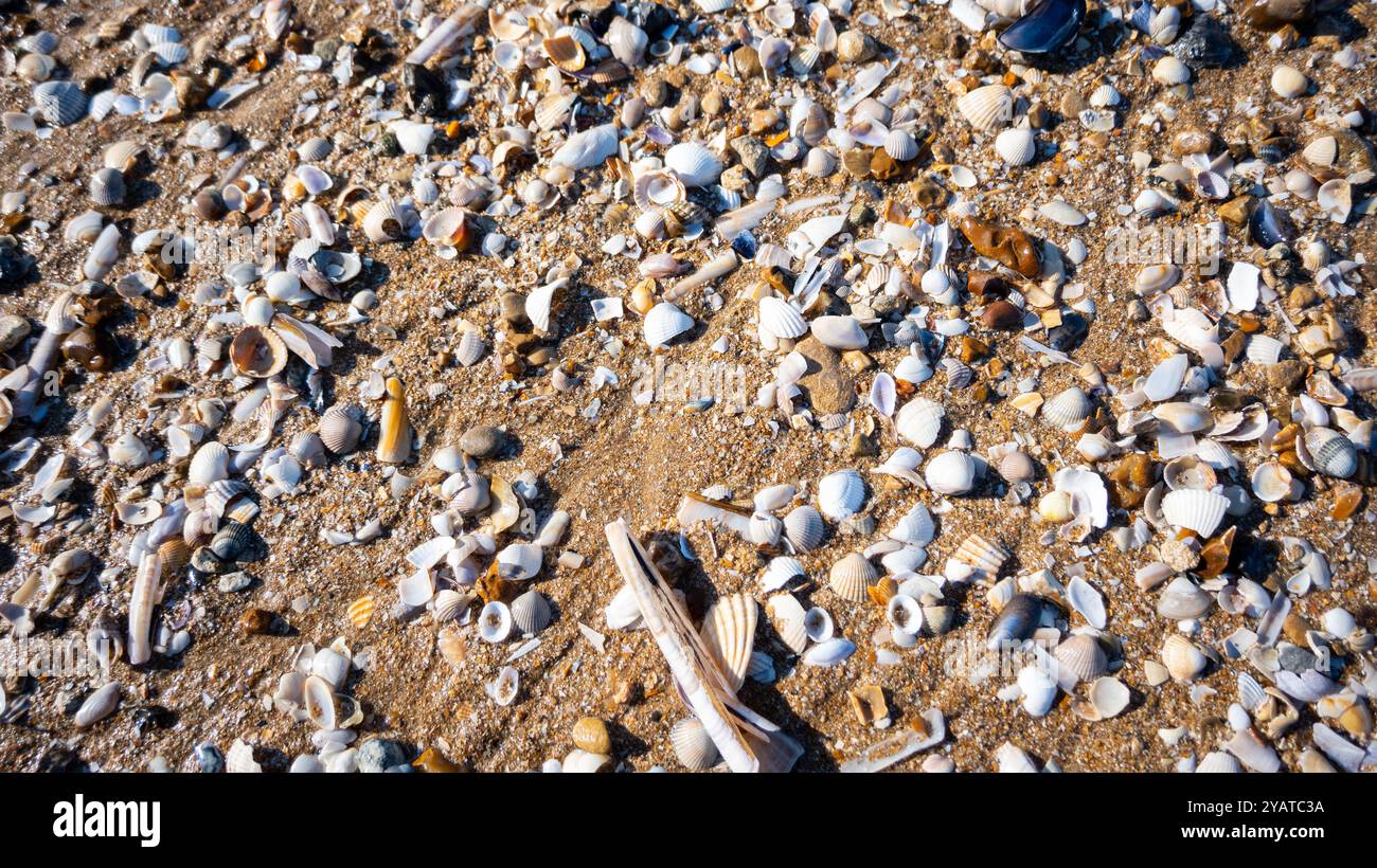 Seashells on the sandy beach. Stock Photo