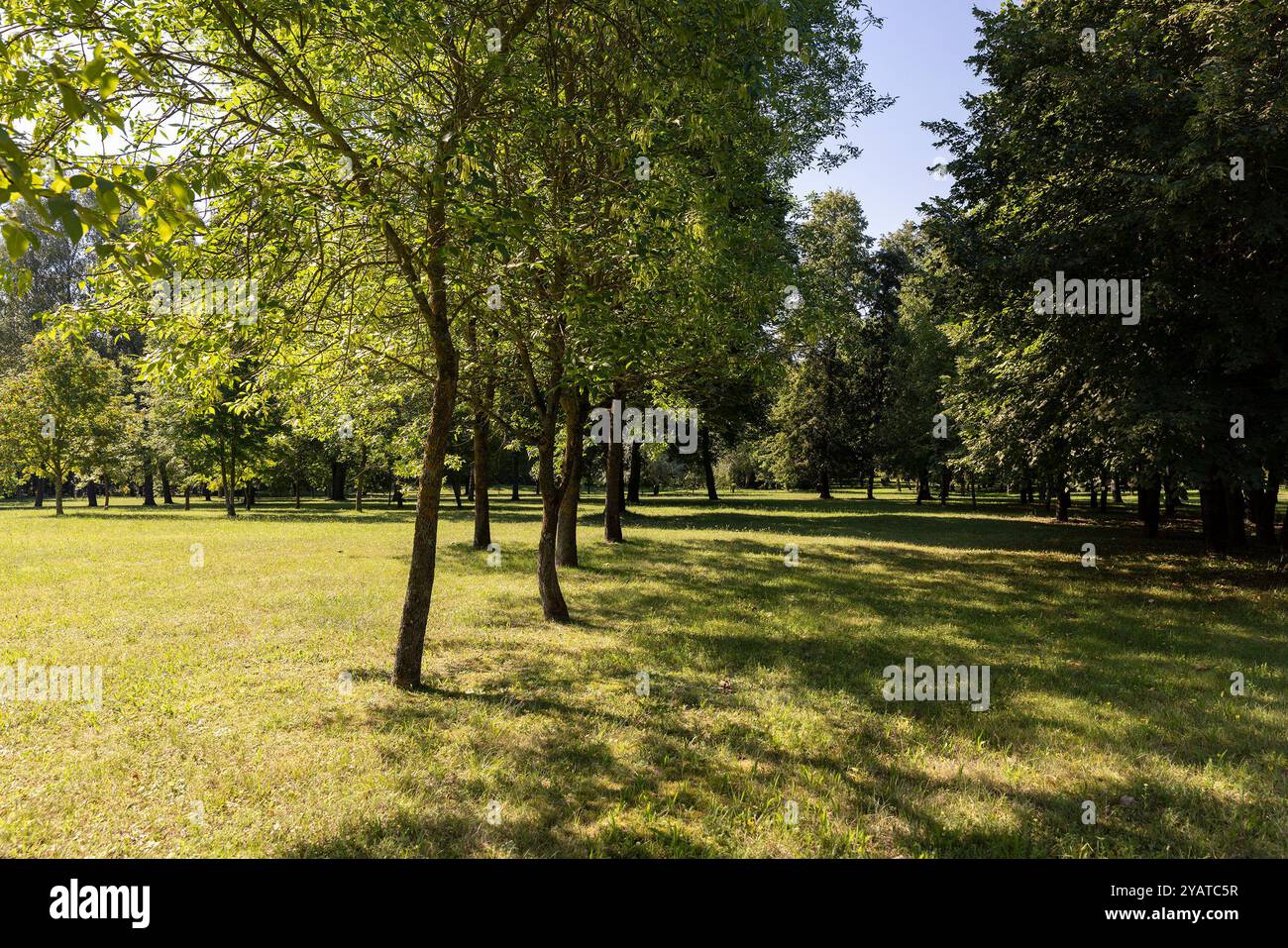 Tall trees in mixed hi-res stock photography and images - Alamy