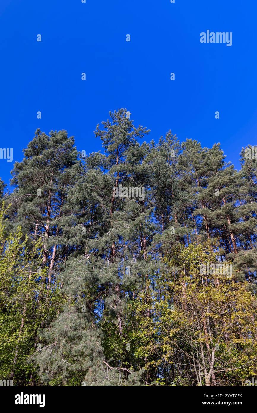 Sunny dense pine forest spring hi-res stock photography and images - Alamy