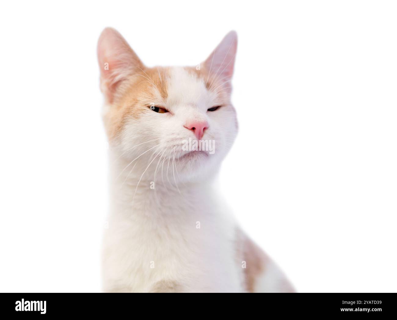 A domestic shorthair cat with white and buff tabby markings squinting its eyes Stock Photo