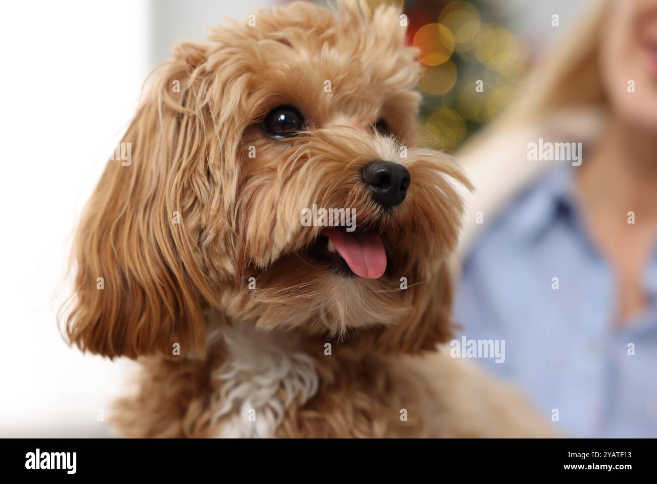 Woman with cute Maltipoo dog indoors, selective focus Stock Photo