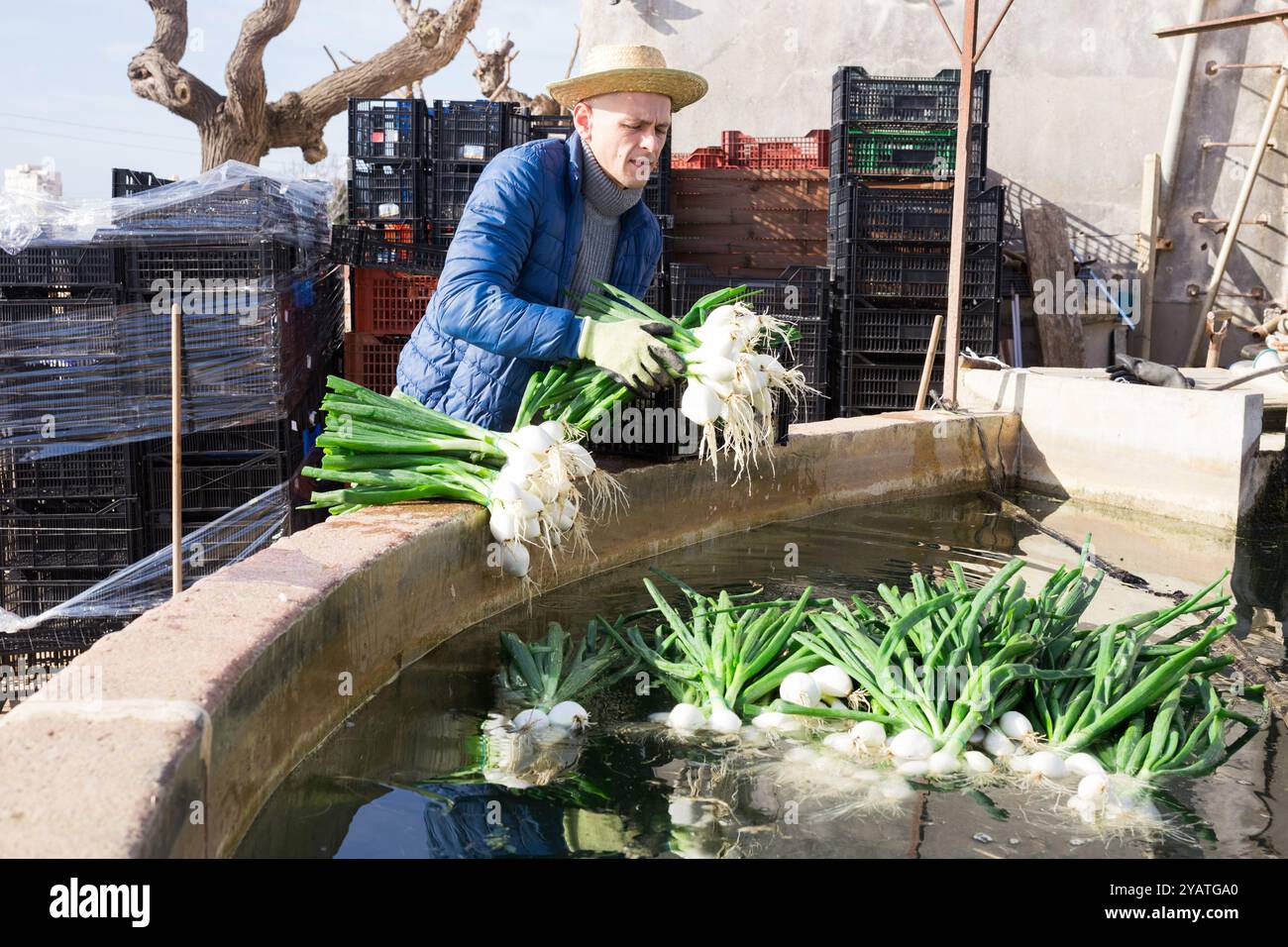 Peeling onions water hi-res stock photography and images - Alamy