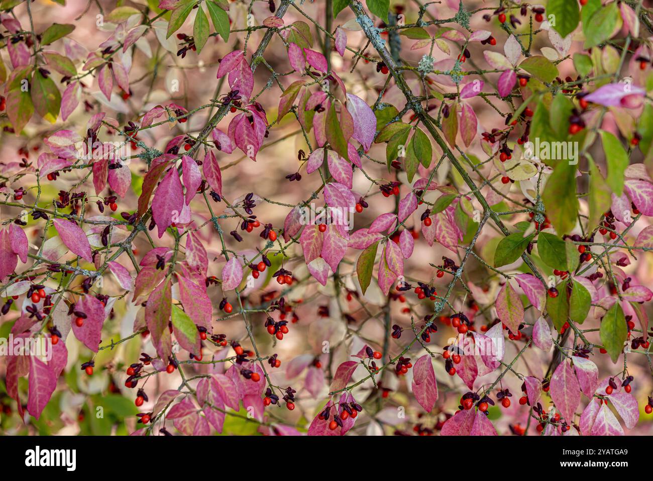 Spindle Fall Fall foliage spindle tree hi-res stock photography and images - Alamy