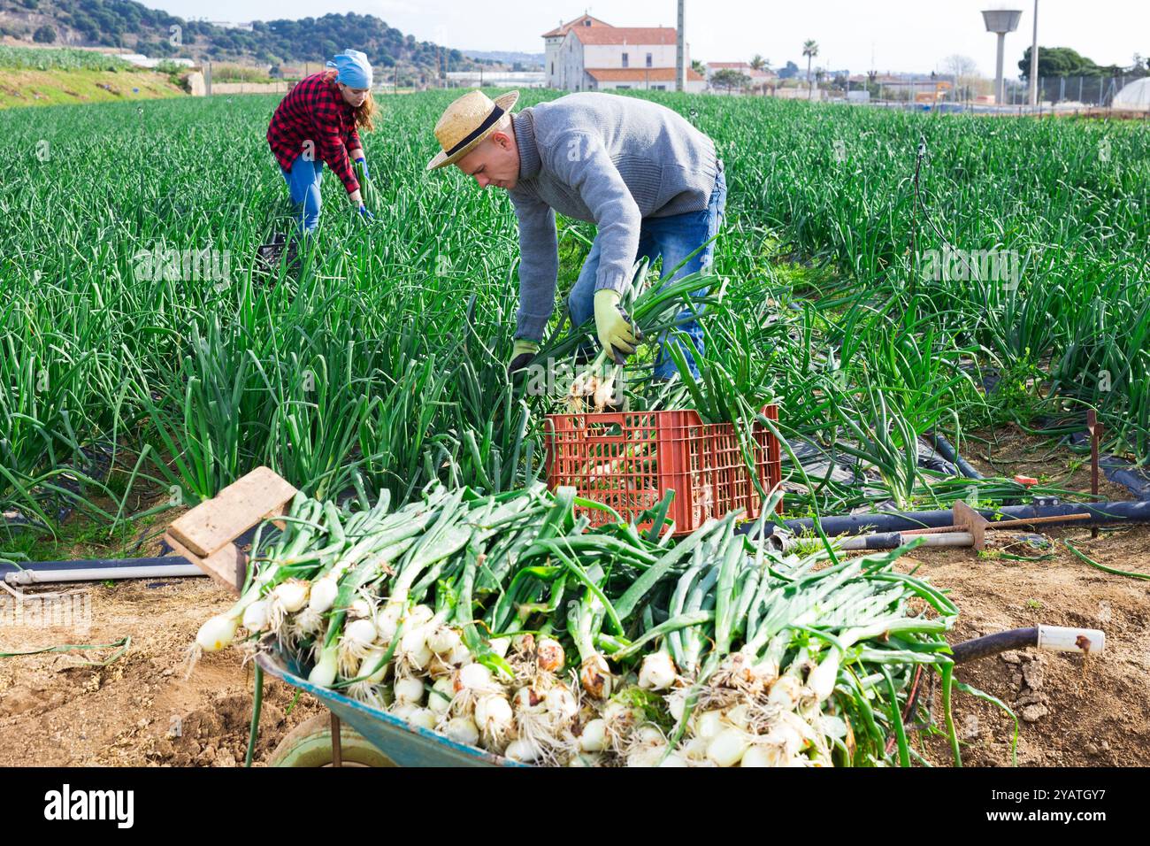 Adult couple farmers sorting hi-res stock photography and images - Alamy