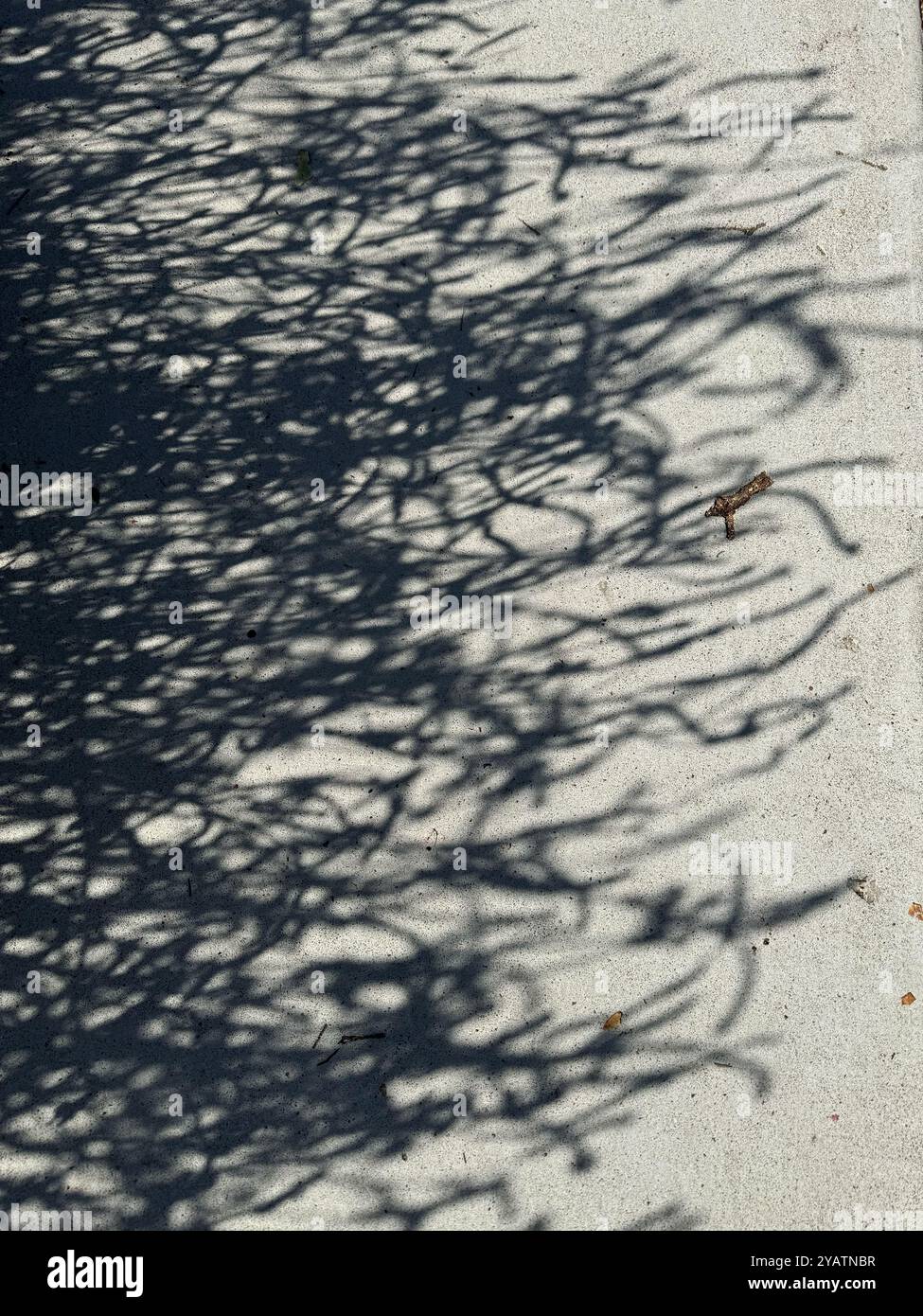 Plant shadows on a sidewalk. - Stock Image