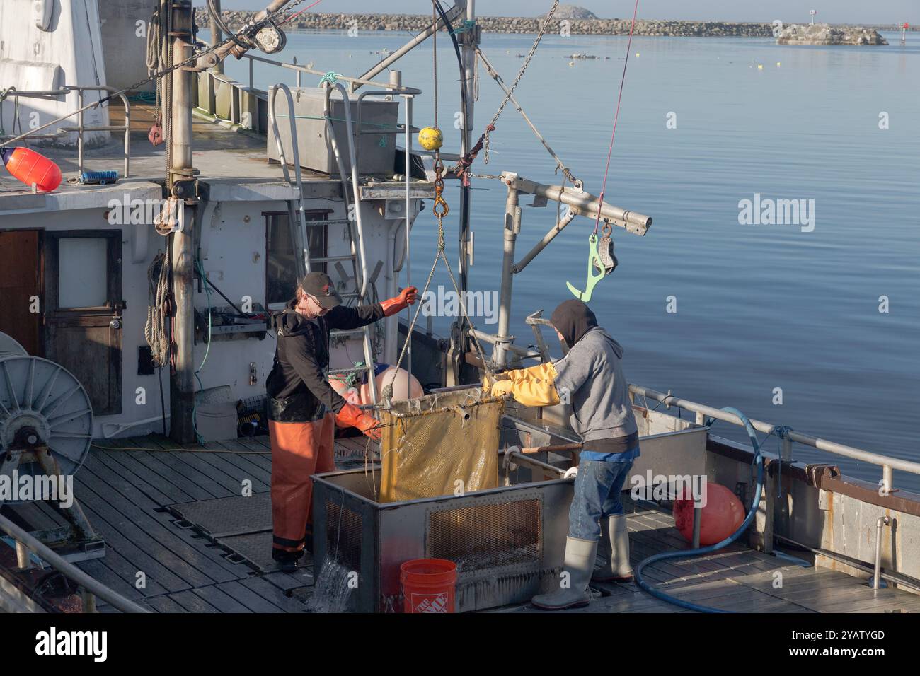 Fishermen extracting Hagfish 'Myxini'  (Slime Eel) catch from vessel.  Hagfish are eel-like animals. Stock Photo