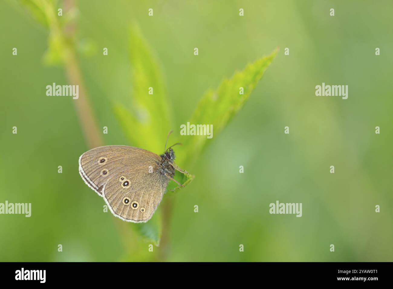 Brown forest bird, (Aphantopus hyperantus), chimney sweep, butterfly ...