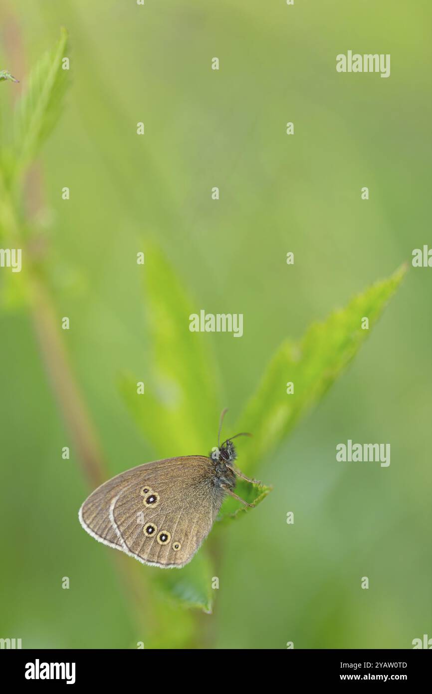 Brown forest bird, (Aphantopus hyperantus), chimney sweep, butterfly ...