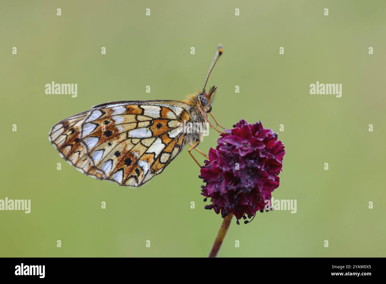 Small pearl-bordered fritillary, (Boloria selene), butterfly, moth ...