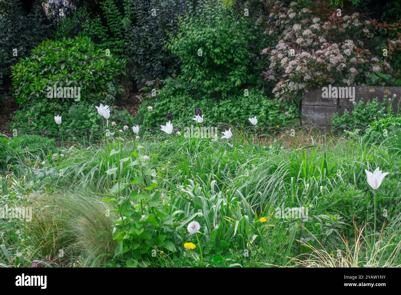 25 April 24 Part of a mixed herbaceous borders in early spring in the Royal Victoria Park in the city of Bath, England Stock Photo