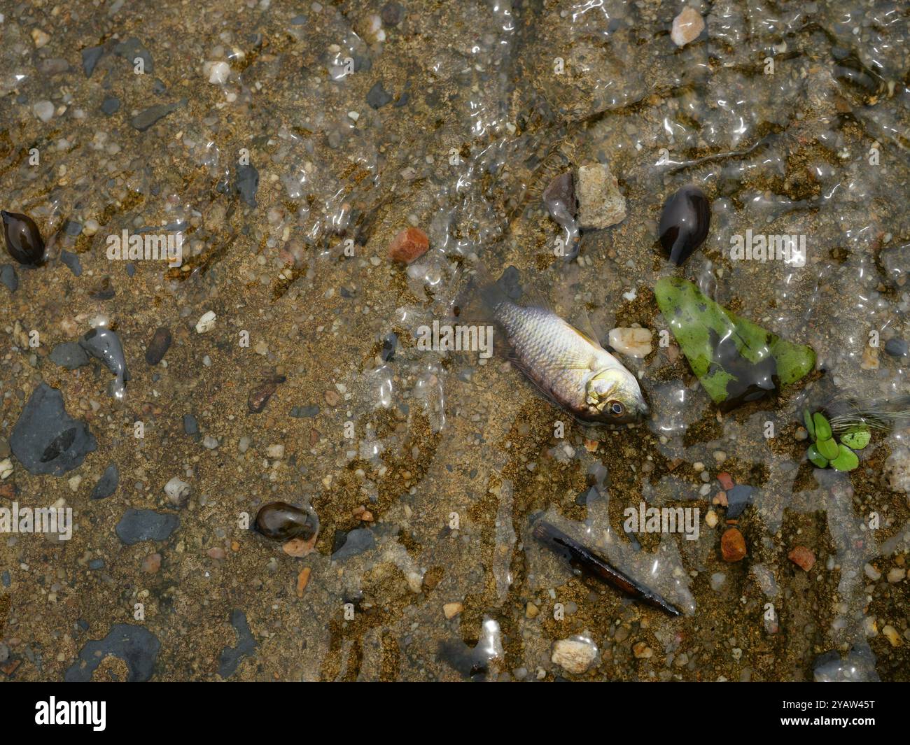 Blackchin tilapia fish in clear flowing water, Alien species of fish in Thailand Stock Photo